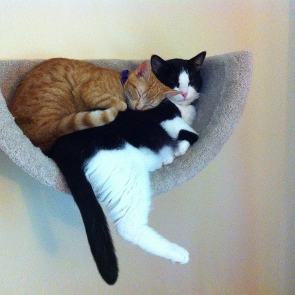 New Wall mounted cat bed - Picture 3 of 16